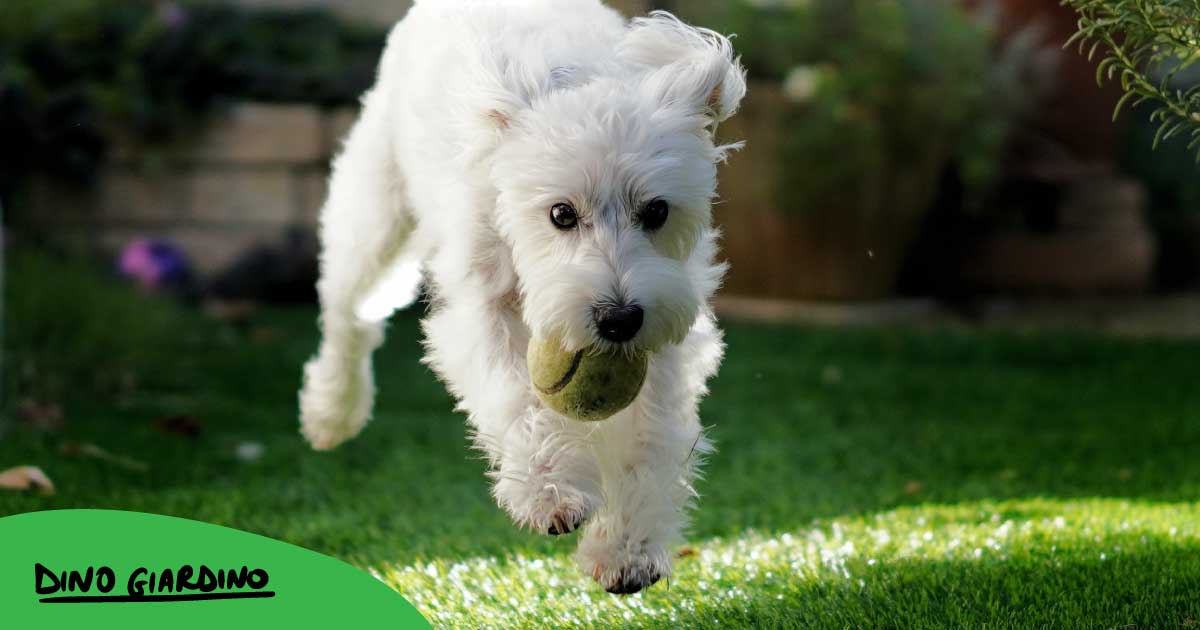 perché importante rigenerare giardino