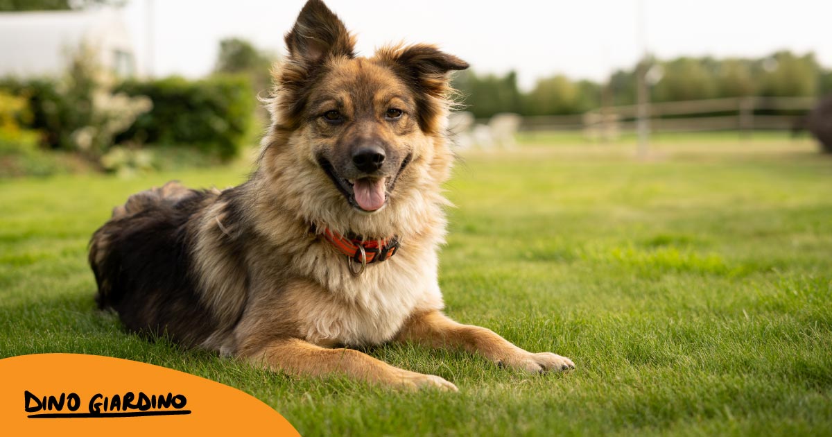 Preparazione e accorgimenti: Il terreno