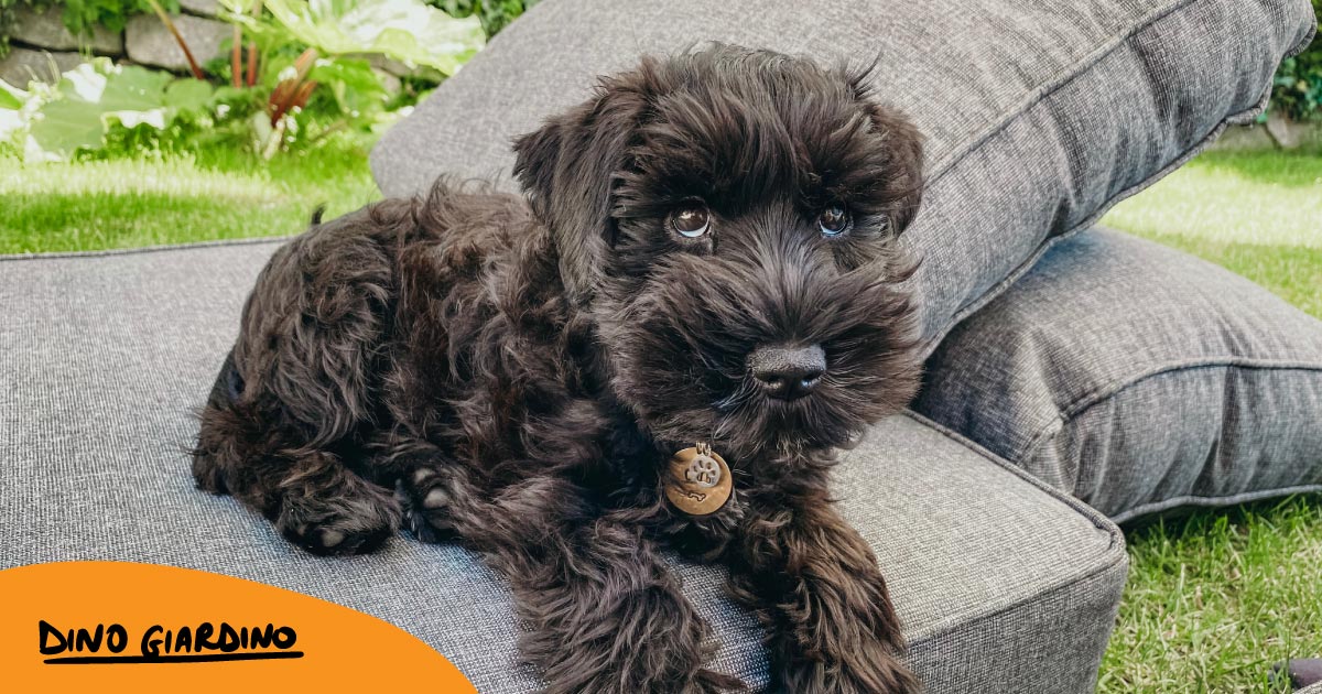 Preparazione e accorgimenti: La struttura del giardino