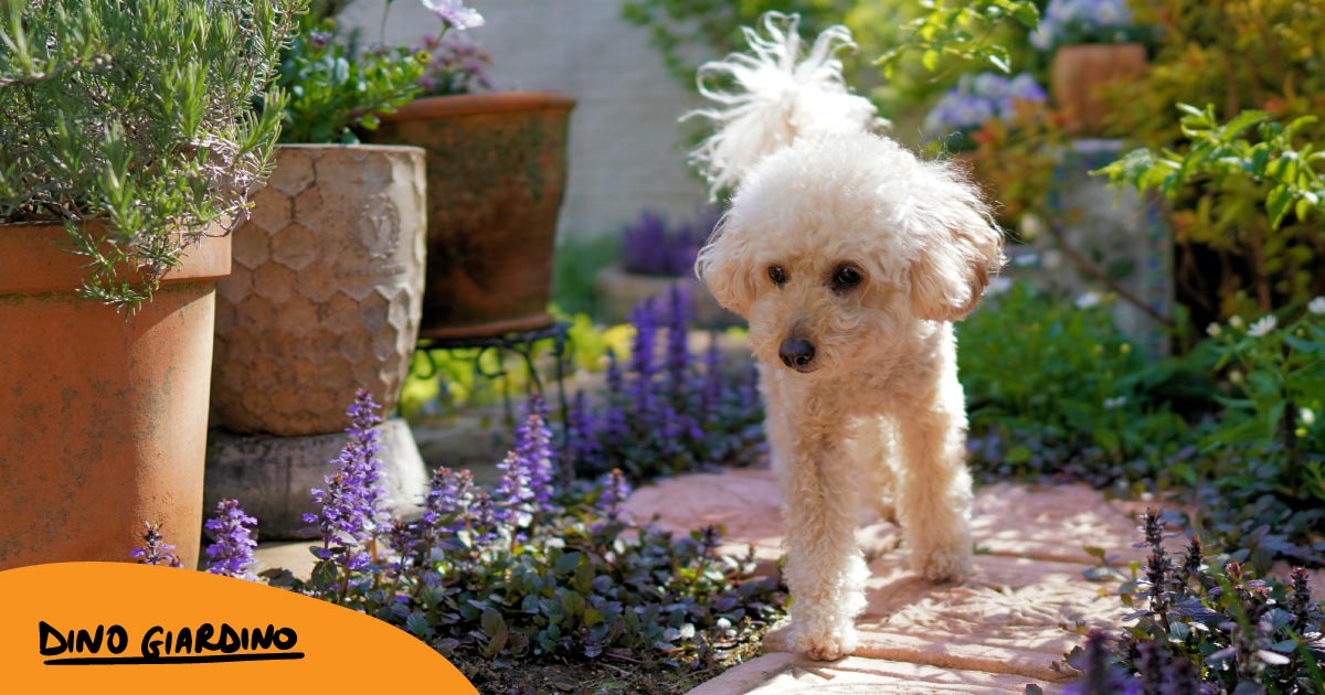 Preparazione e accorgimenti: Piante e aiuole