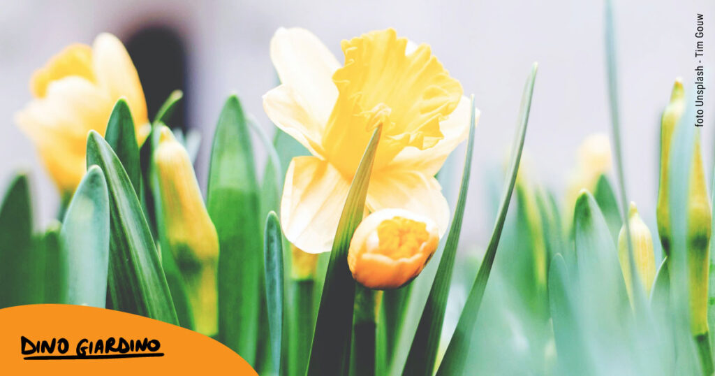 piccole fioriere per piantare fiori a bulbo