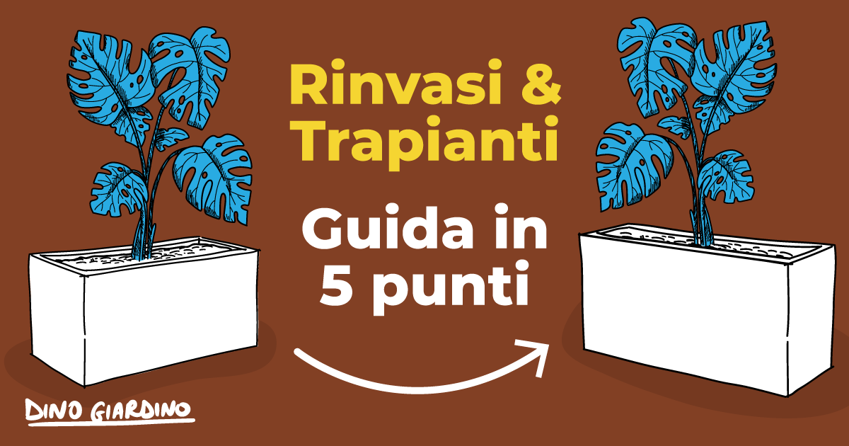 guida come fare rinvasi trapianti piante