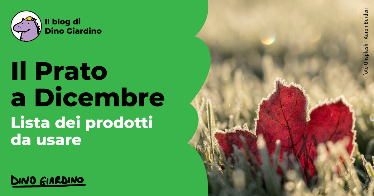 Calendario tappeto erboso dicembre