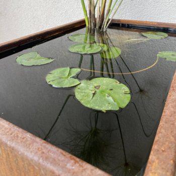 Mini Pond