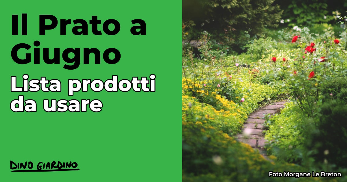 Calendario tappeto erboso giugno