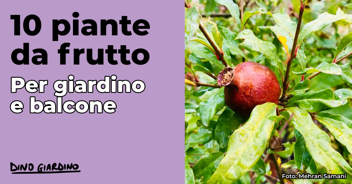 piante da frutto per giardino balcone