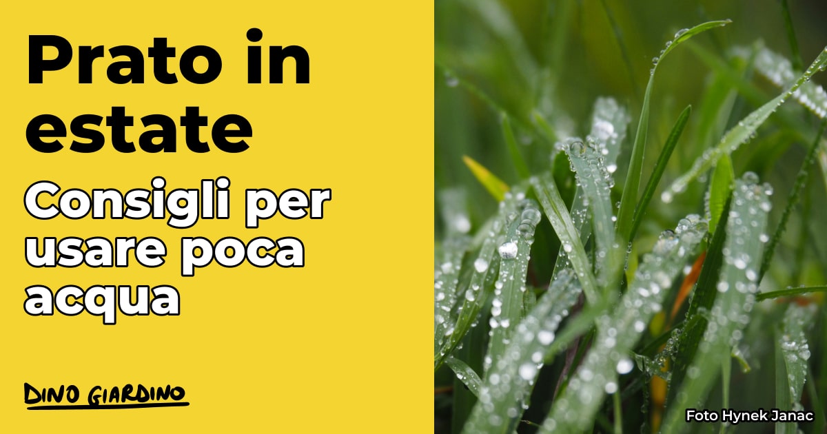 prato estate poca acqua