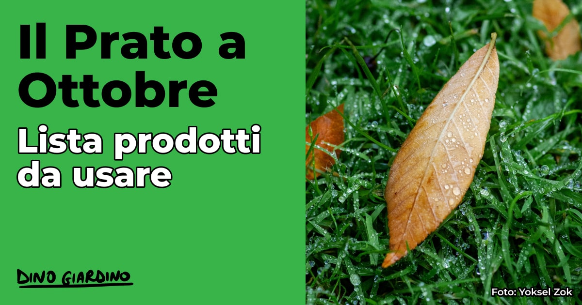 Calendario tappeto erboso ottobre