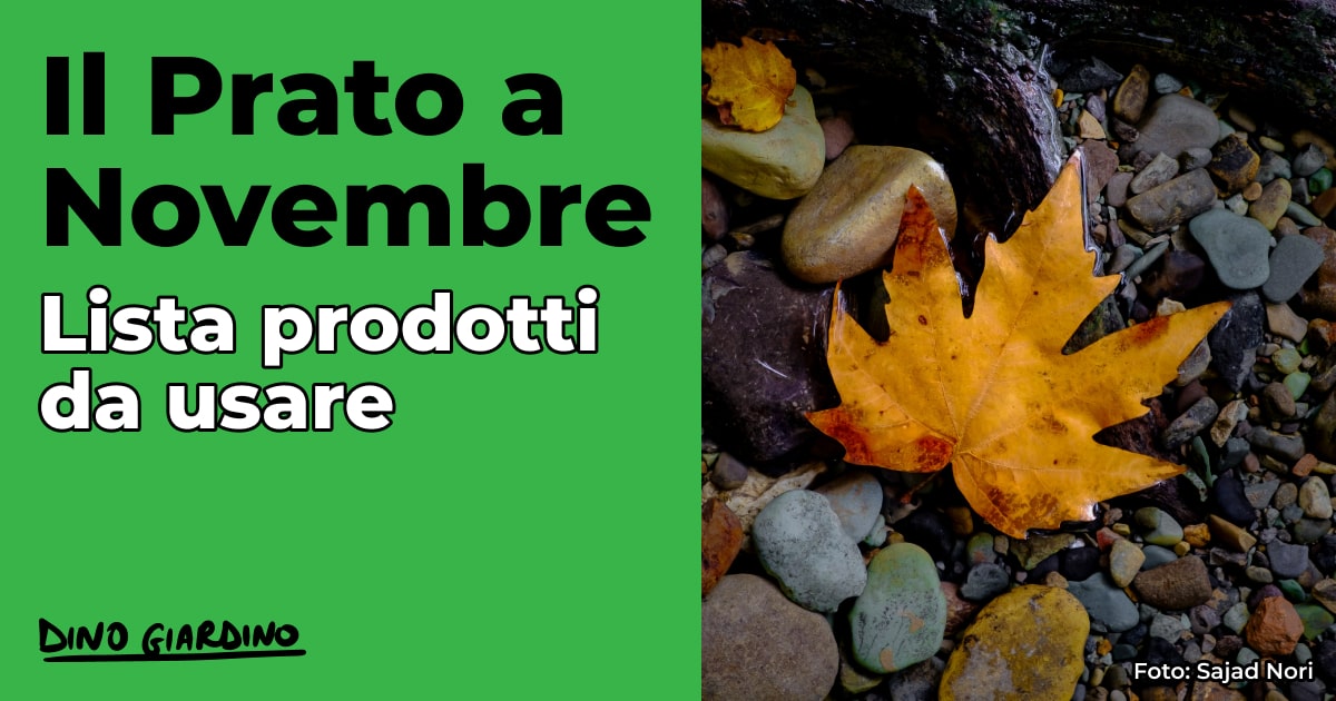 Calendario tappeto erboso novembre