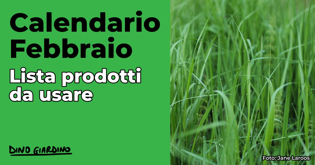 calendario febbraio tappeto erboso