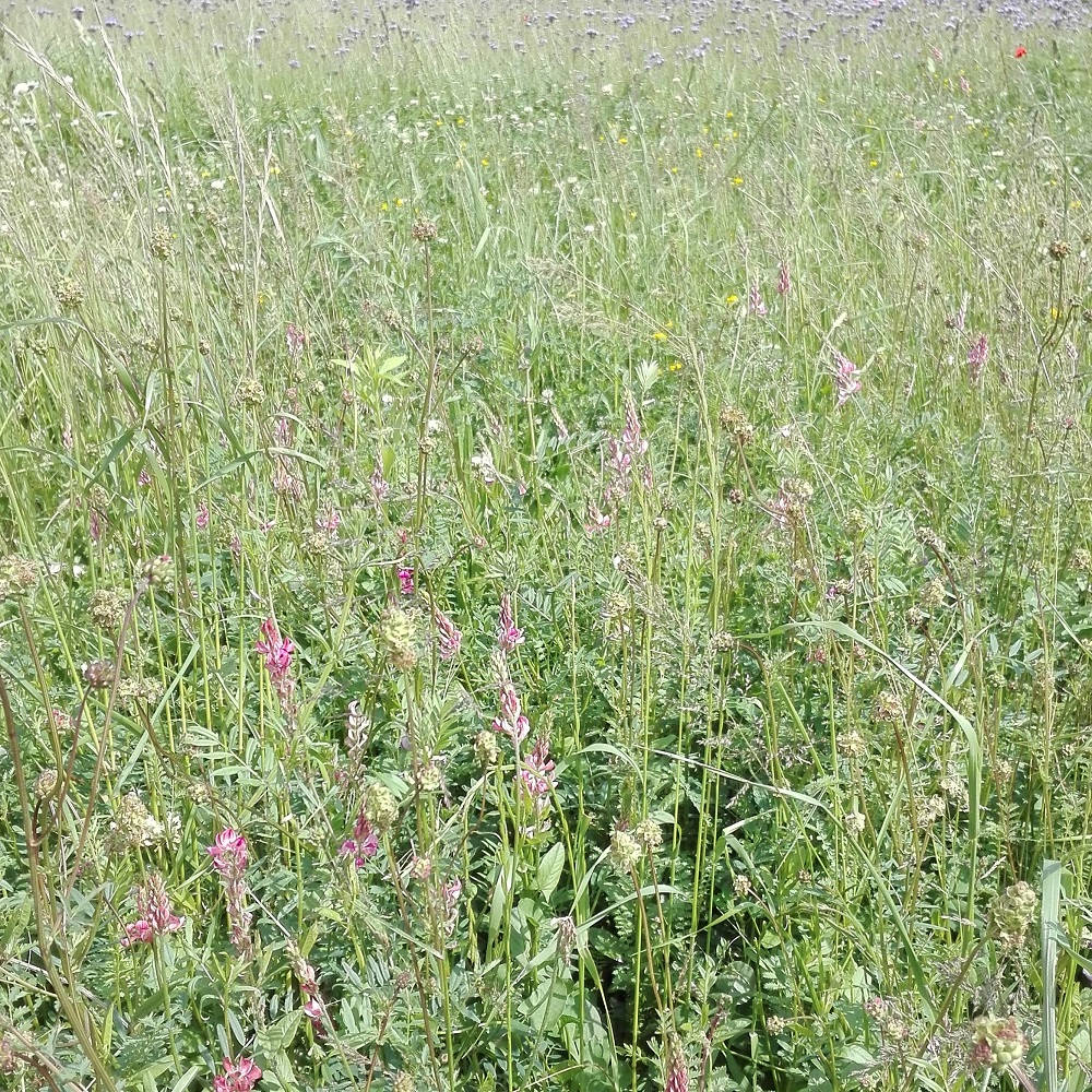 composizione op rustico