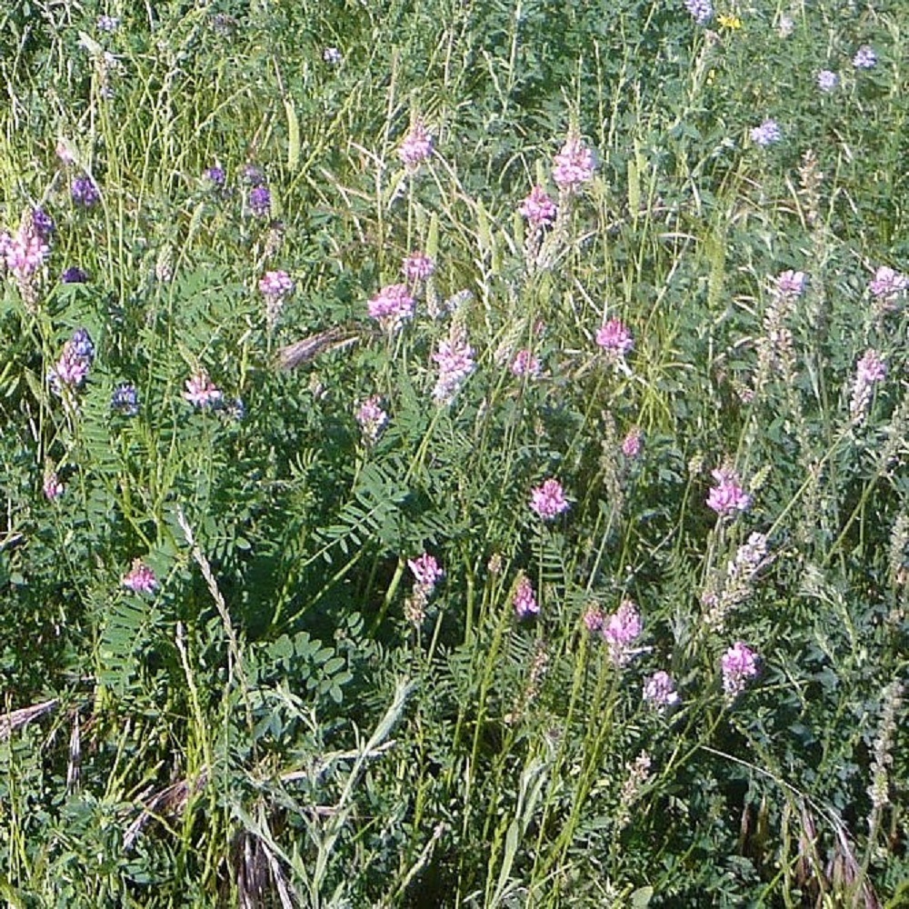 composizione op zone aride