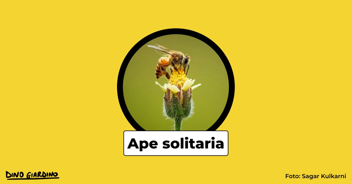 insetti impollinatori ape solitaria