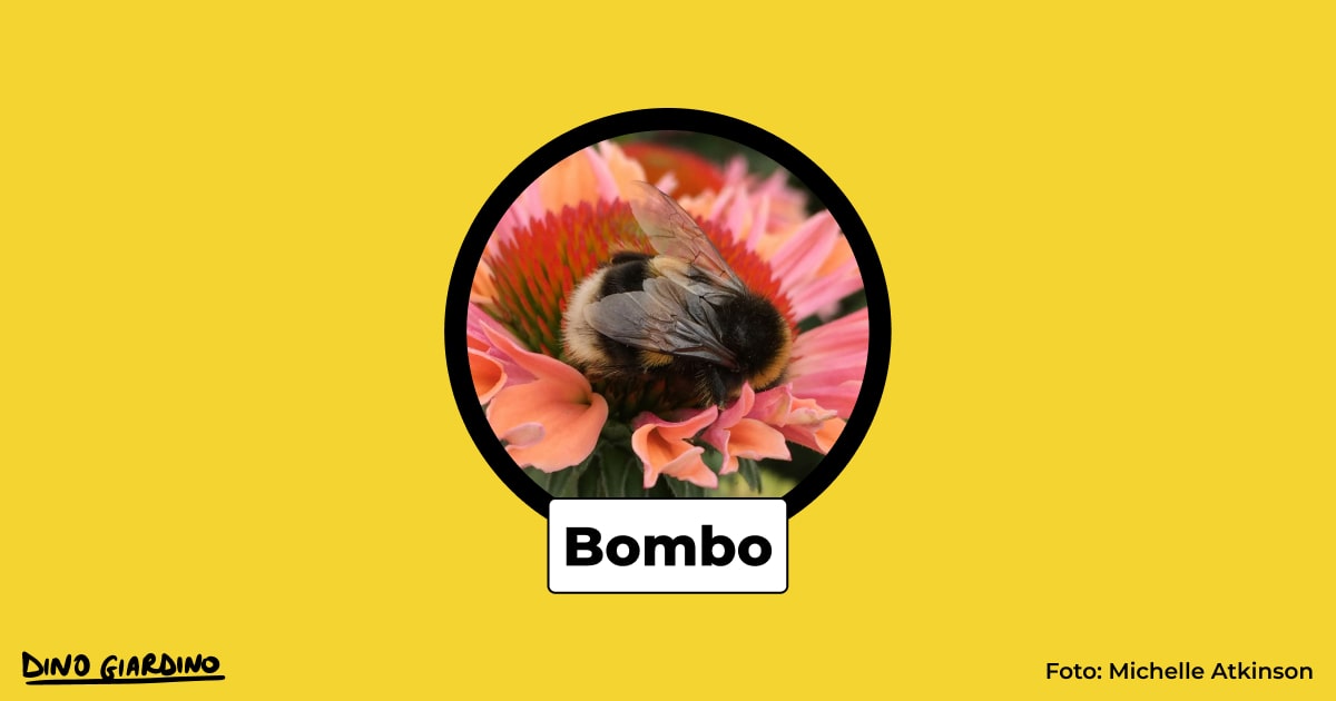 insetti impollinatori bombo