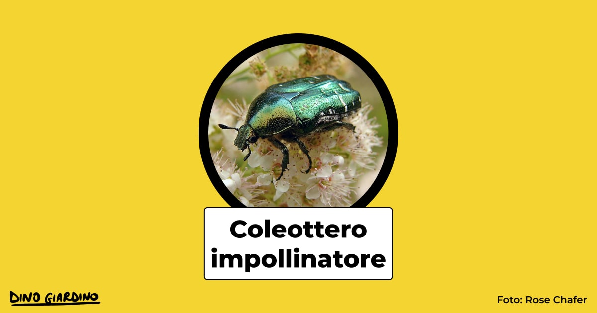 insetti impollinatori coleottero impollinatore