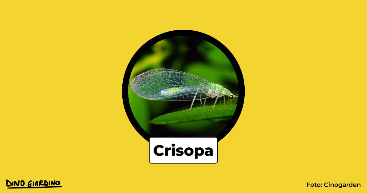 insetti impollinatori crisopa