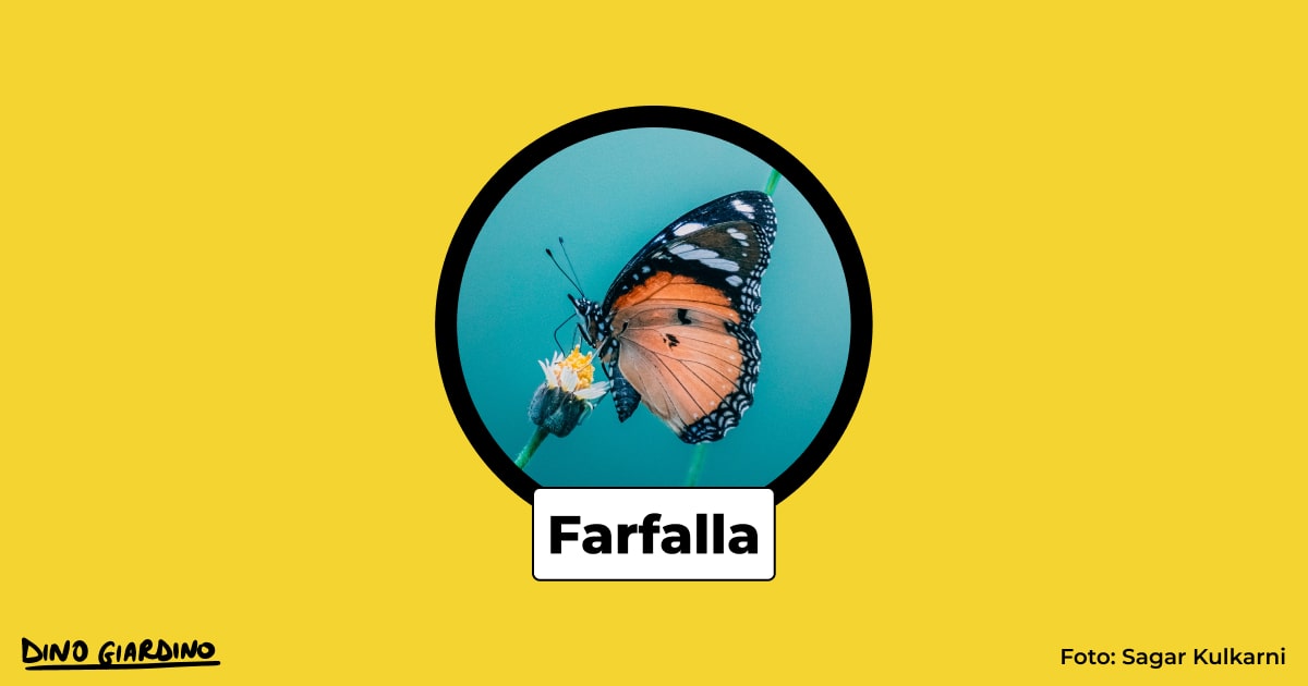 insetti impollinatori farfalla
