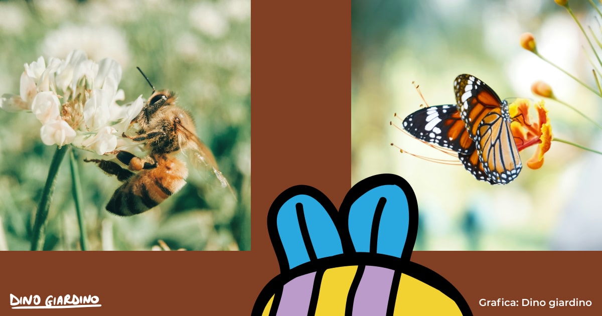 insetti impollinatori