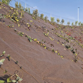 Pacciamanante il Poliestere Idrofelt Top