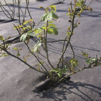 Pacciamante Biodegradabile Biocovers