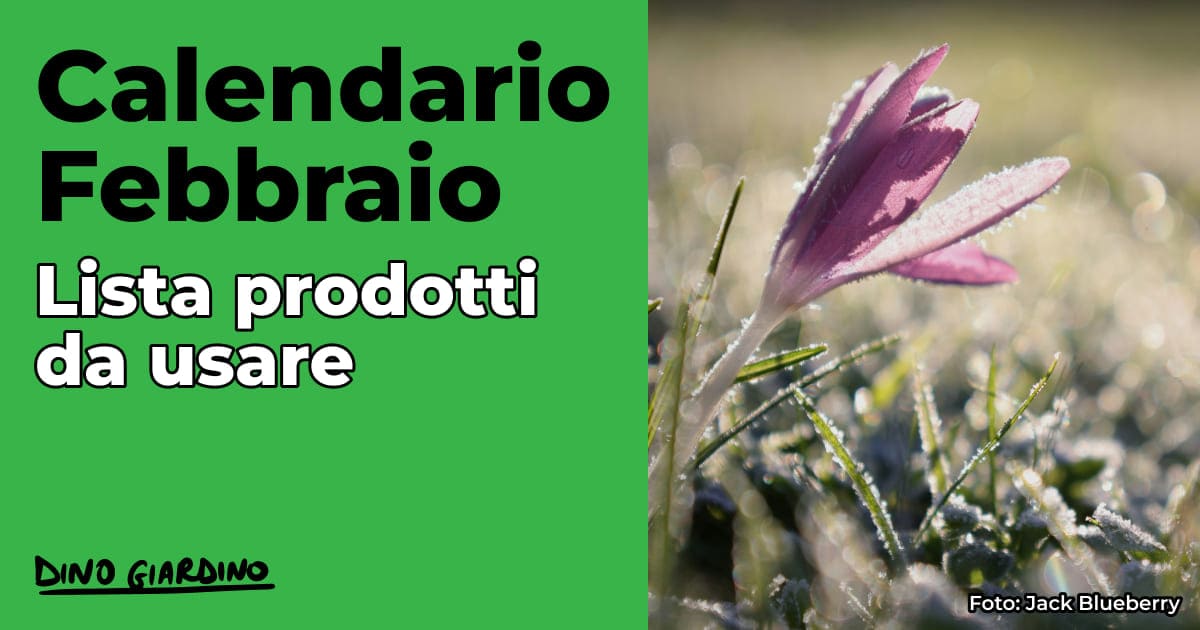 calendario febbraio tappeto erboso