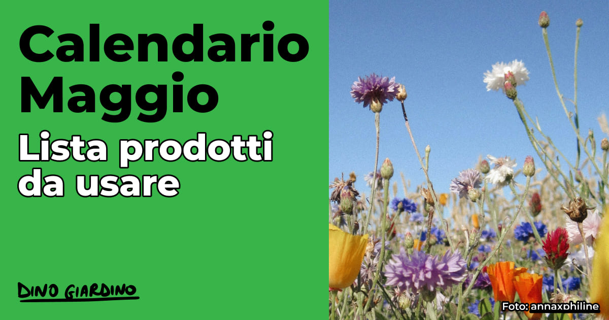 calendario tappeto erboso maggio 2026